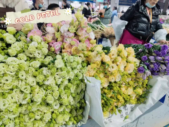 Regalos de Navidad al por mayor flores frescas muchas variedades Eustoma para decoración